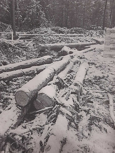 В Вагайском районе черный лесоруб рубил сосны себе на баню