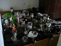 Суд сократил количество кошек