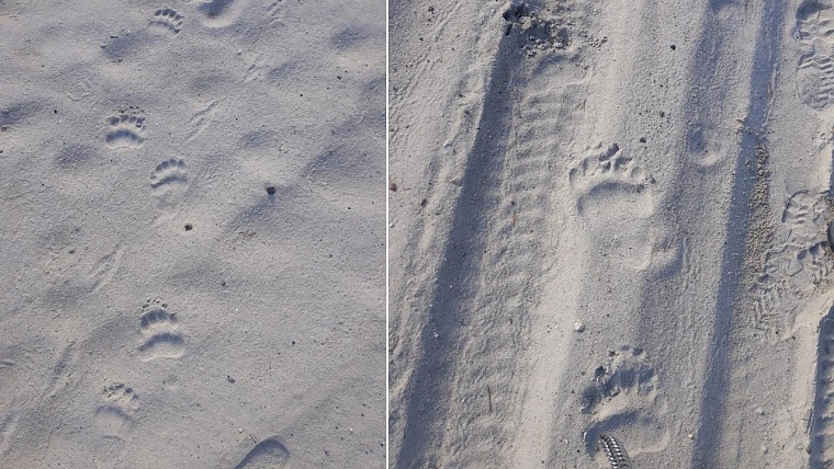 В местах отдыха в Ноябрьске заметили следы медведей