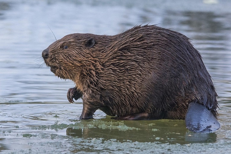 В Тюмени бобр вышел к людям на улице Мельникайте