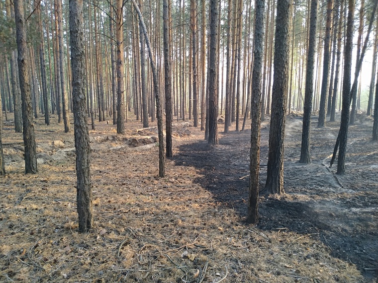 Пожарный вертолет Ми-8 тушил пожар под Тюменью, зачерпывая воду на диком пляже