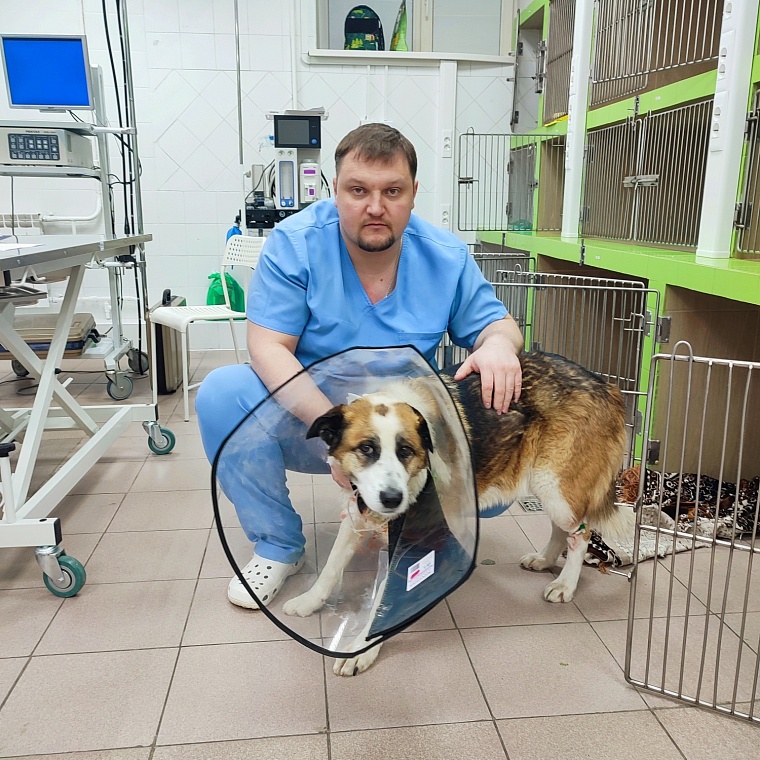 Под Тюменью неизвестные расстреляли собаку