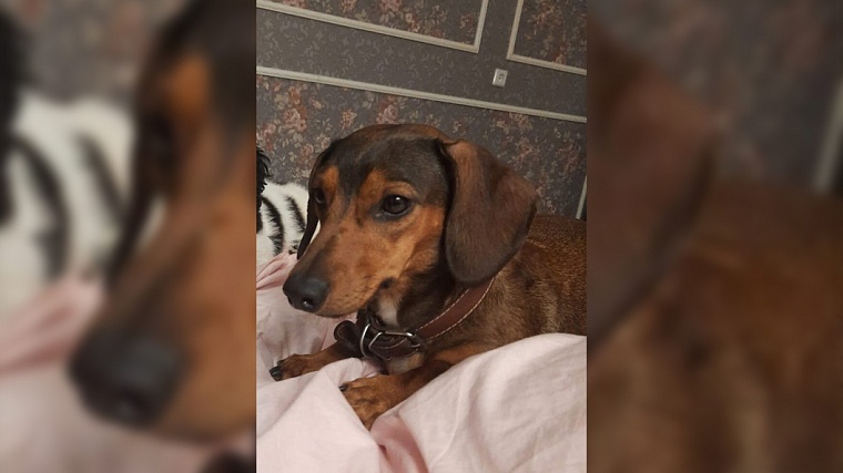 Пьяный житель Ямала выкинул из окна свою собаку