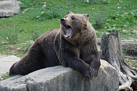Спортивную школу в Карелии посетил дикий медведь