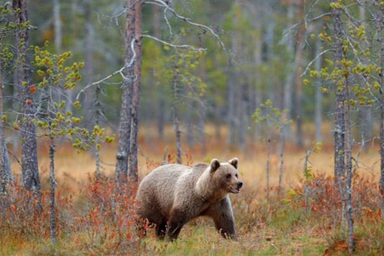 У рыбаков, пострадавших от медведя в Увате, изъяли незарегистрированное ружье