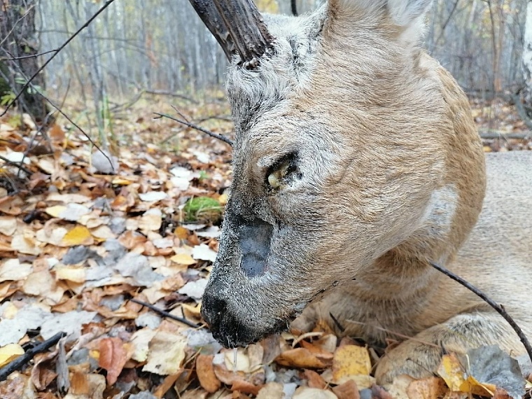 Тюменские охотники сообщают о больных косулях