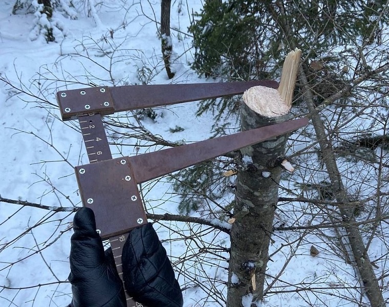 "Черный лесоруб" под Уватом спилил два хвойных дерева