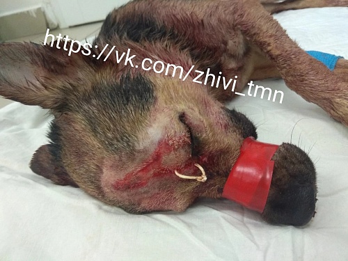 Псу Оскару, найденному в мусорном баке с изрубленной головой, стало немного легче