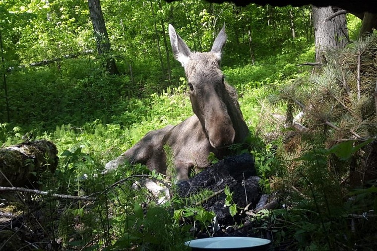 Лось-вандал повредил могилы на кладбище в Ишиме