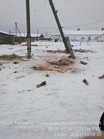 На территориях ферм в Тюменской области обнаружены останки и вмерзшие туши скота