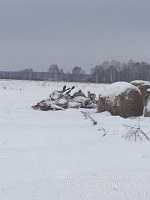 На территориях ферм в Тюменской области обнаружены останки и вмерзшие туши скота