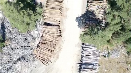 В Тюменской области будут судить «черного лесоруба», ущерб от которого превысил 56 млн рублей