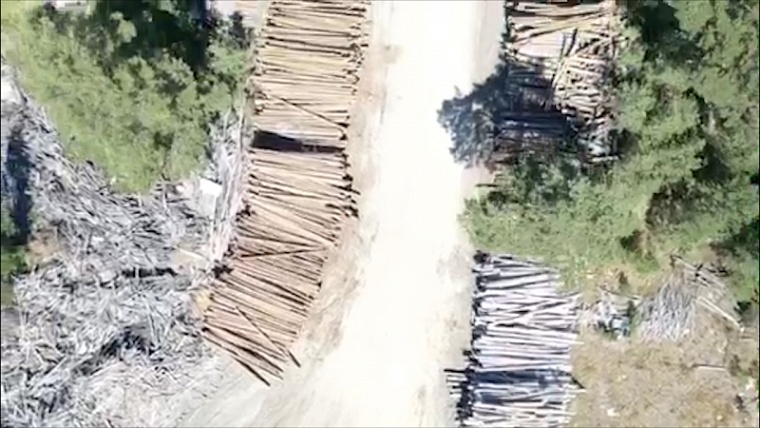 В Тюменской области будут судить «черного лесоруба», ущерб от которого превысил 56 млн рублей