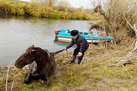 В Тюменской области инспекторы ГИМС вытащили из реки тонувшую кобылу