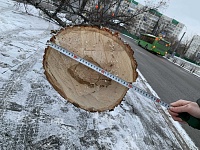 В центре Тюмени незаконно срубили 50-летнее дерево