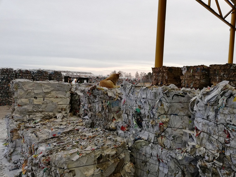 На Велижанском тракте природный пожар добрался до полигона ТБО