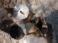 В Тюменской области полицейские прикрыли нарколабораторию и задержали пассажира с сумкой запрещенных растений