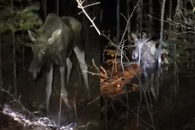 Под Тюменью спасли лося с проволокой на рогах
