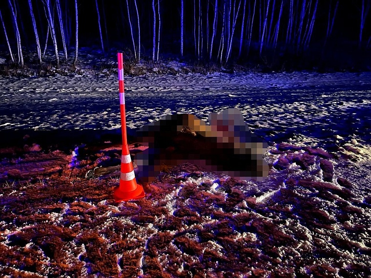 На трассе Тюмень - Омск "Фольксваген" насмерть сбил лося