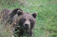 В Уватском районе медведь напал на рыбаков