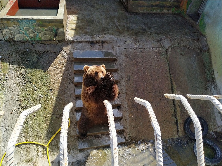 Прокуратура подтвердила факт нападения медведя на сотрудника Тюменского зоопарка
