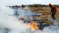 За выходные в Тюменской области 50 раз тушили горящую траву