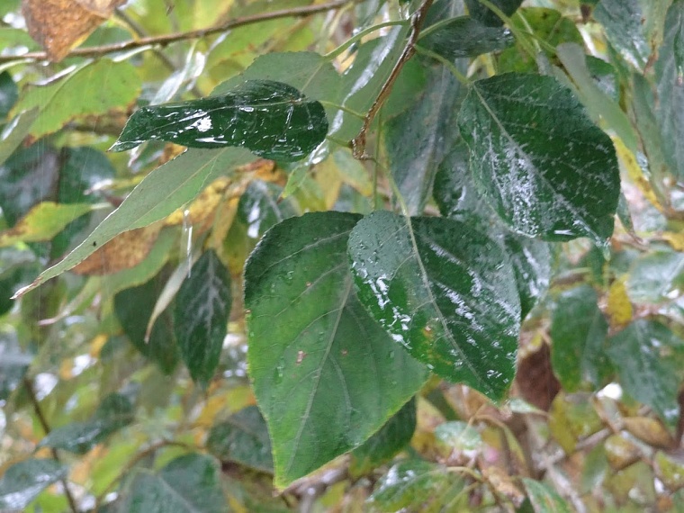 Дерево рухнуло на тротуар в центре Тюмени