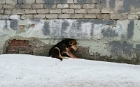 Три тысячи тюменцев хотят посадить в тюрьму женщину, зарезавшую собаку
