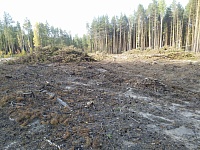 Тюменец пожаловался на незаконную рубку леса в районе Речкина