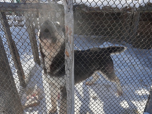 На ребенка в Тюмени напал соседский алабай
