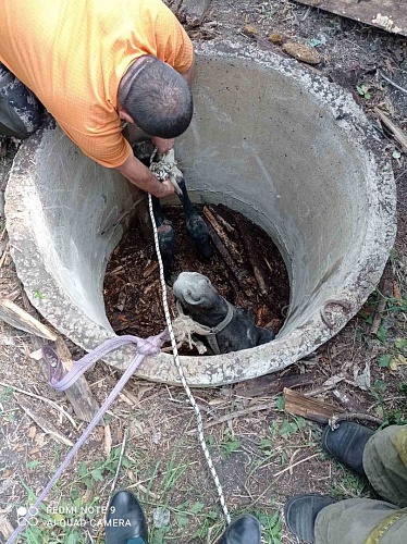 Заводоуковские пожарные вытащили из колодца лошадь