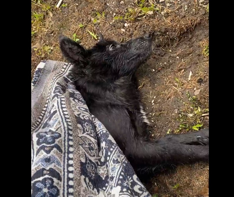 На улице Беляева в Тюмени с балкона выбросили собаку