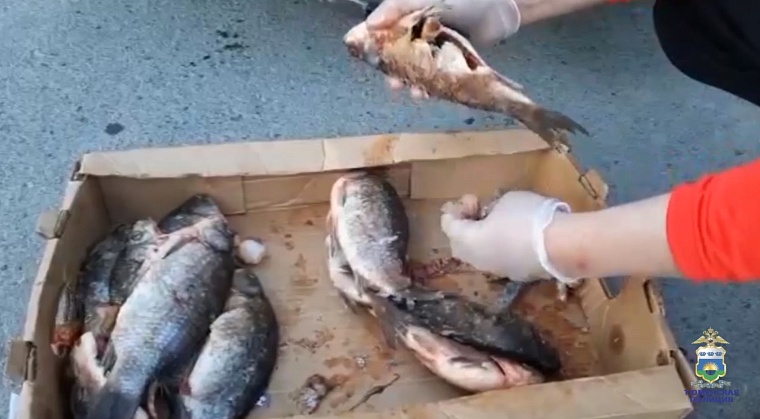 В Тюмени задержана женщина, перевозившая наркотики в карасях