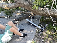 На ребенка в Тюмени упало аварийное дерево
