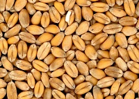 В Тюменской области селяне украли из зернохранилища две тонны семенной пшеницы