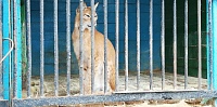 Прокуратура проверила передвижной зоопарк в Исетском: животные сыты, но вольеры маловаты