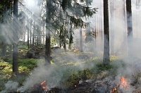 В Тюменской области действуют один лесной и один ландшафтный пожары