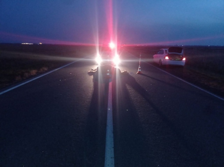 В ДТП под Ишимом погибла лошадь