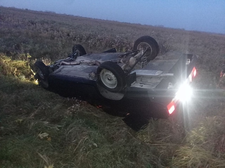 В ДТП под Ишимом погибла лошадь