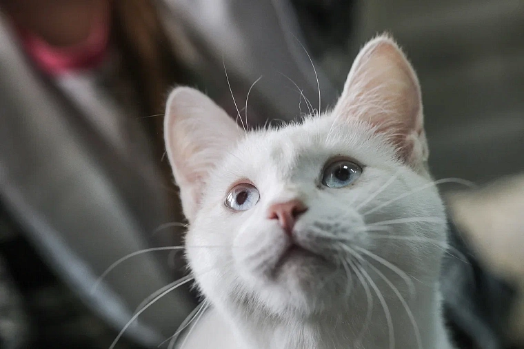 Кот из Югры спас своего хозяина на пожаре