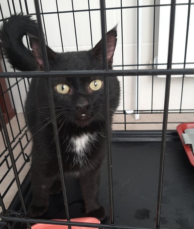 Упавшего в шахту котенка в Тюмени нашли с помощью спецоборудования