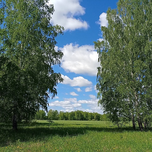 Тюменскому дачнику грозит 7 лет за незаконную рубку четырех берез