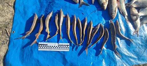 За незаконную рыбалку тоболяку грозит до двух лет тюрьмы