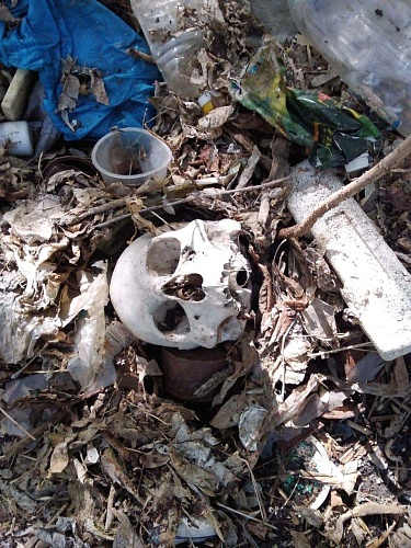 В логу реки Тюменки нашли человеческие черепа