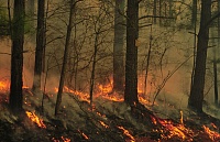 Почти две трети пожаров в лесах Тюменской области произошли по вине человека