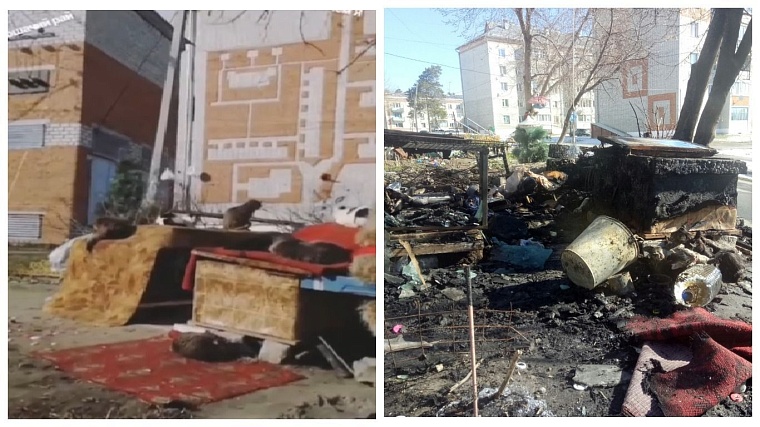 Пожар в «Кошкином доме»: в Заводоуковске заживо сгорели почти два десятка кошек