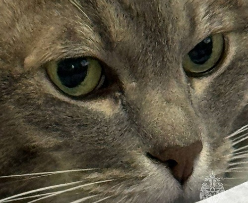 В Москве кот Кузя спас ребенка во время пожара