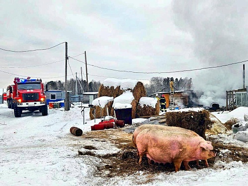 Тюменские пожарные спасли коз и свиней