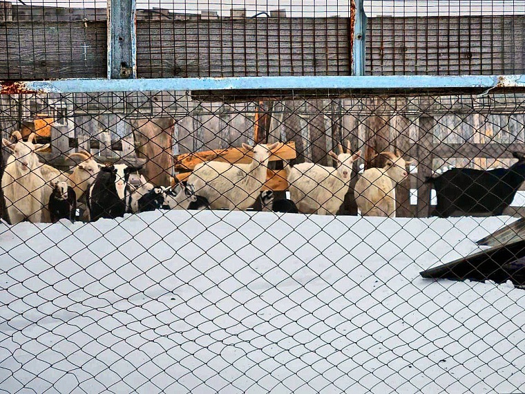 Тюменские пожарные спасли коз и свиней