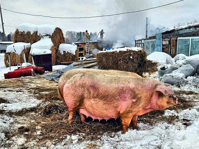 Тюменские пожарные спасли коз и свиней